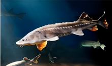 我国首次繁育出子三代中华鲟 