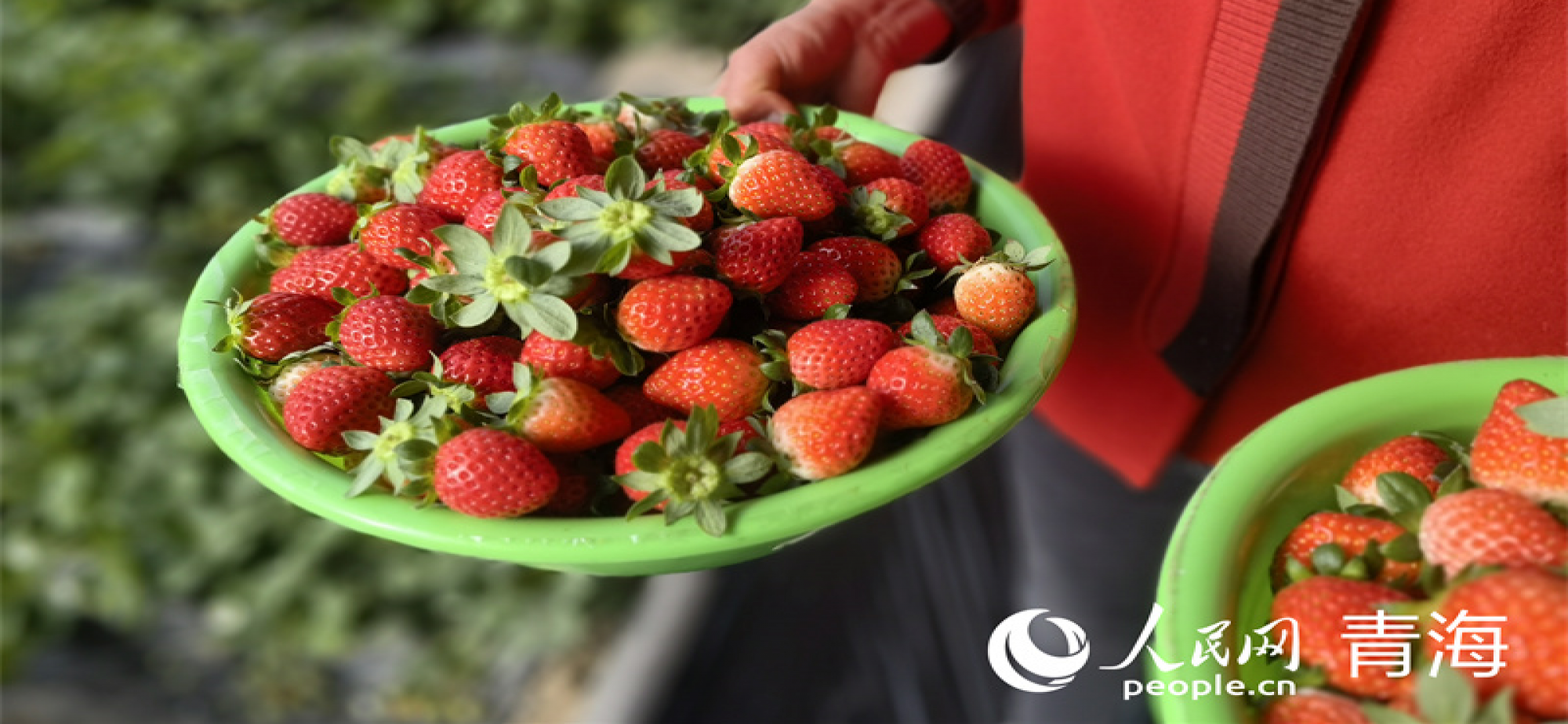 家门口的草莓棚，润了生活富了乡邻