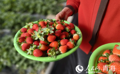 家门口的草莓棚，润了生活富了乡邻    