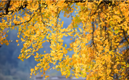 美若仙境！重庆这棵千年银杏美成了壁纸  