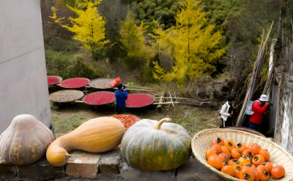 安徽石台：“晒秋”火成文旅品牌  