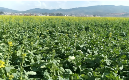 我国冬小麦、冬油菜播种基本结束 田间管理正有序展开  