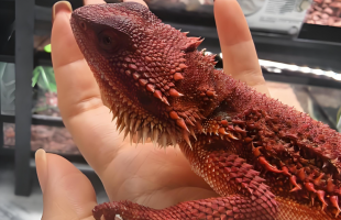 异宠市场“野蛮生长”暗藏风险 