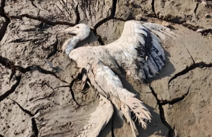 鄱阳湖湿地内有野生动物疑似遭毒害