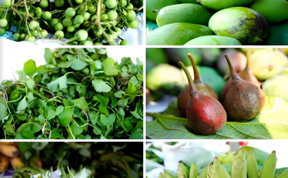 英才辈出 山货焕新