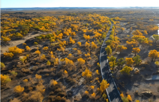沙窝子野草变“金苗”  
