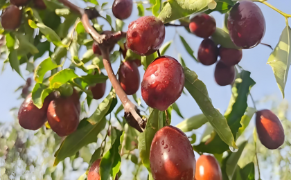 一片枣林，富了口袋防了风沙   