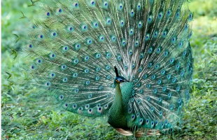 孔雀回归了保护区