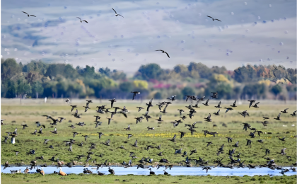 让绿色扎下根、可持续   
