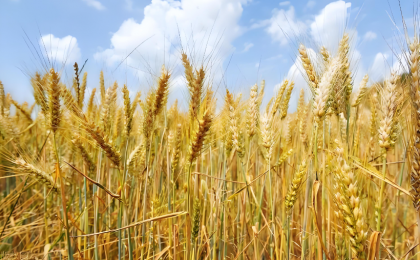 小麦变身记（三餐四季）    