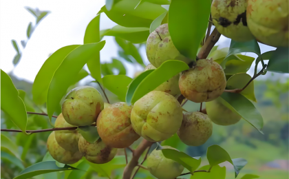 从一棵树到一条链，丽水油茶产业绿意生金  