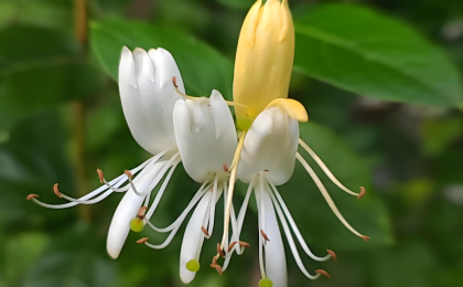 中国方案破解药用芳香植物保护困局
