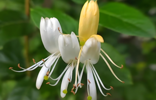 中国方案破解药用芳香植物保护困局
