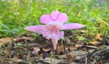 中国野生动植物种群稳定增长  