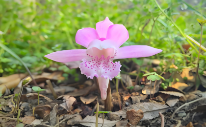 中国野生动植物种群稳定增长  