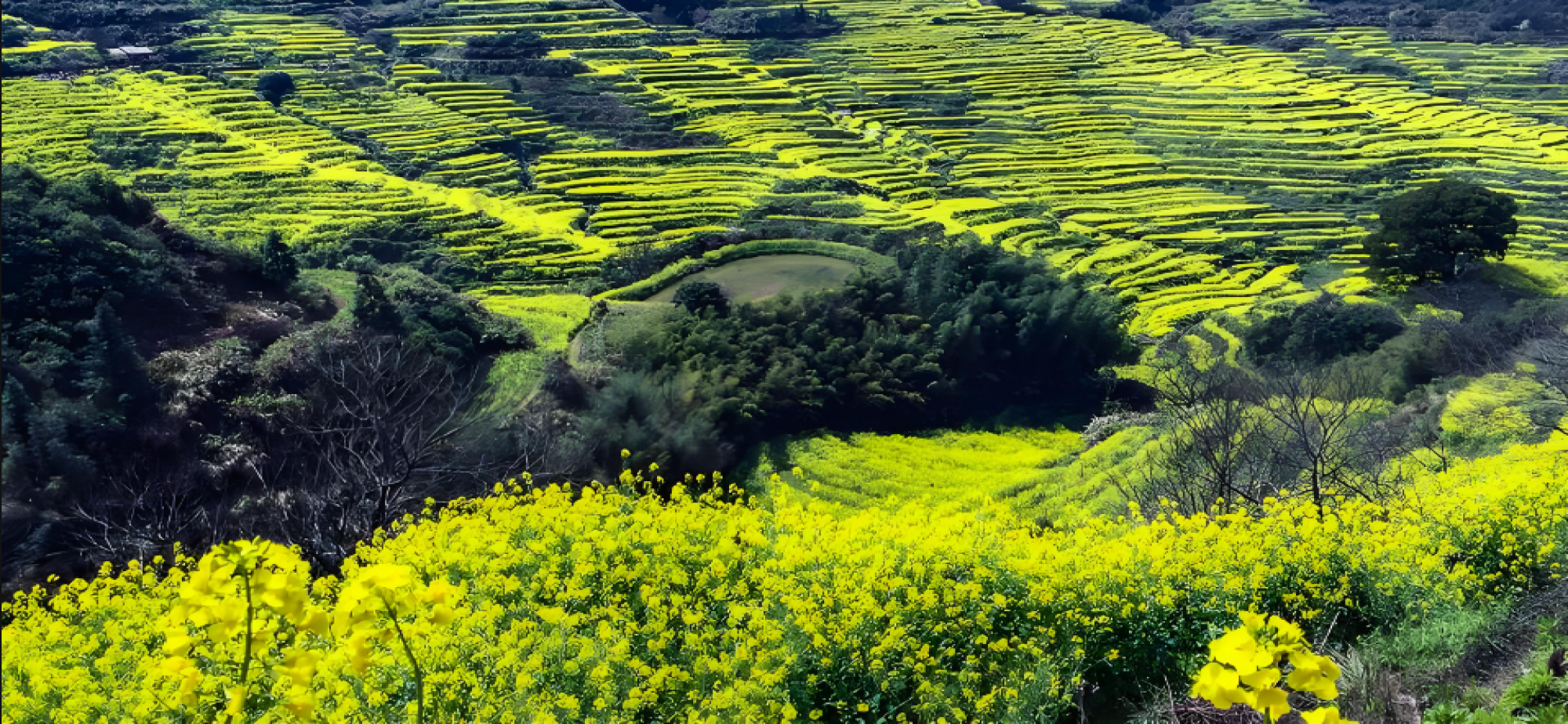 2025年国土绿化公报亮出硬核数据