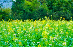 党建赋能 “甜蜜产业”别样甜  