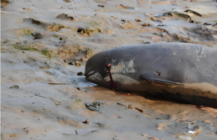 湖南桃源通报：初步认定江豚系搁浅死亡  