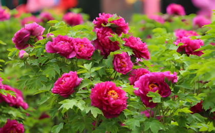 四年四更主题，洛阳牡丹文化节迭新为了什么？ 