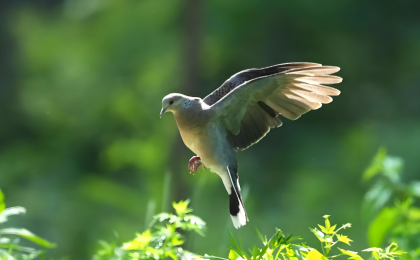 迈向人与自然和谐共生的现代化的法治里程碑