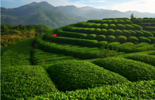 川渝携手共建——  共富茶园助增收  