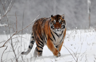 天地空一体化监测，守护东北虎豹