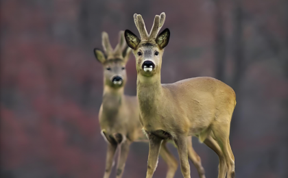 重点保护陆生野生动植物种数保护率超80% 