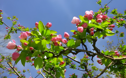 北京：千园之城，花事正酣 