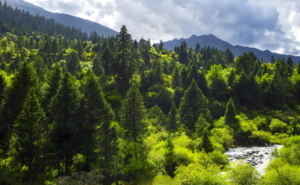 18项林草领域国家标准制修订计划获批立项  