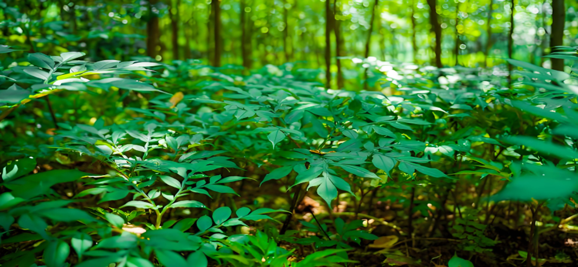 森林生态和林下经济怎么做到“一体两面”