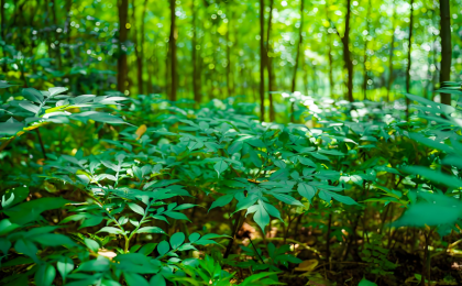 森林生态和林下经济怎么做到“一体两面”    