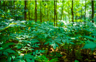 森林生态和林下经济怎么做到“一体两面”    