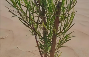 致敬！治沙人在沙漠腹地用水冲法种树