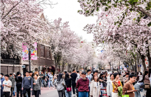 当海棠花遇见小洋楼，天津最美的春天藏在这里 