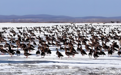 春季到兴凯湖来看鸟   