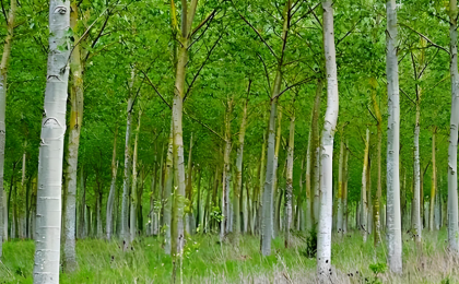 林木育种专家：治理杨絮，有了“治本”的办法 