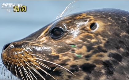 海豹放归大海前，饲养员哽咽叮嘱