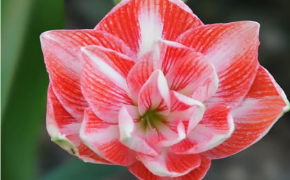 3个朱顶红新品种获国家植物新品种权证  