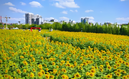 岷江畔，从工厂围江到花海绽放