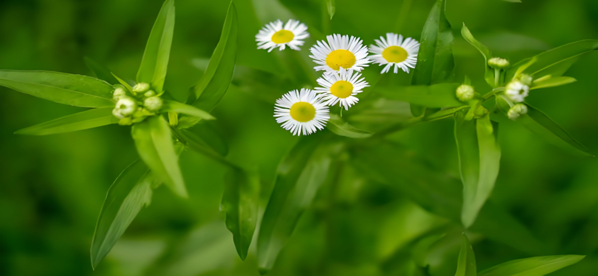“为了让草木能呼吸”