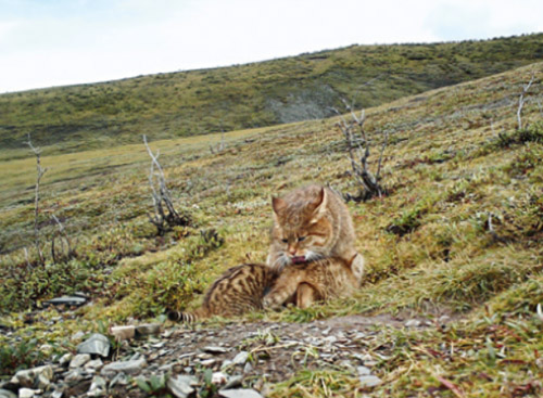 一只.jpg 一只.jpg