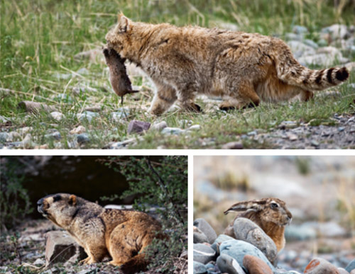 捕猎成果.jpg 捕猎成果.jpg