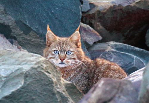 体型.jpg 体型.jpg