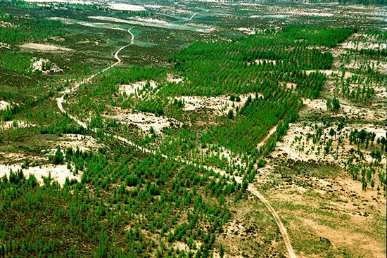 治沙.jpg 治沙.jpg