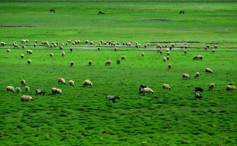 1西藏的.jpg 1西藏的.jpg