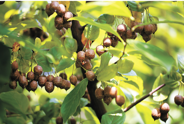 秤锤树果实.png