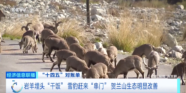 1760684772787480.png 四年前,贺兰山做了矿区整治.png