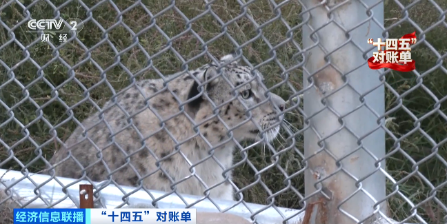 1760684788925020.png 雪豹和岩羊的这次同框,.png