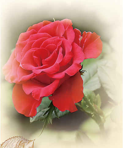 1761819163943077.png 高原红玫瑰。.png