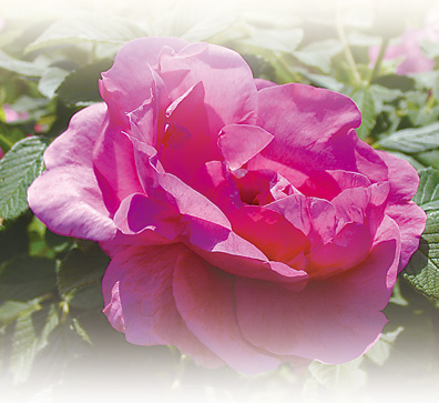 1761819367666826.png 冷香玫瑰。.png